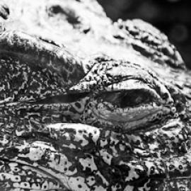 How to Cook a Crocodile